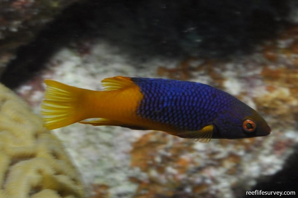 Bodianus rufus