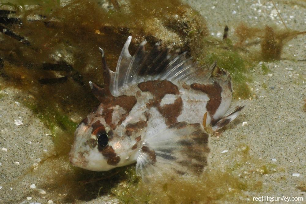 Gymnapistes marmoratus