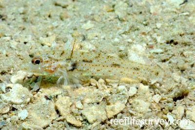 Fusigobius duospilus