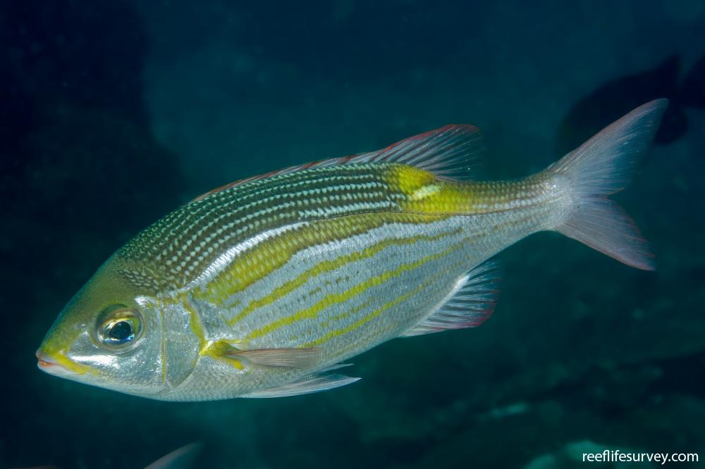 Blue-spotted sea bream - Conxemar