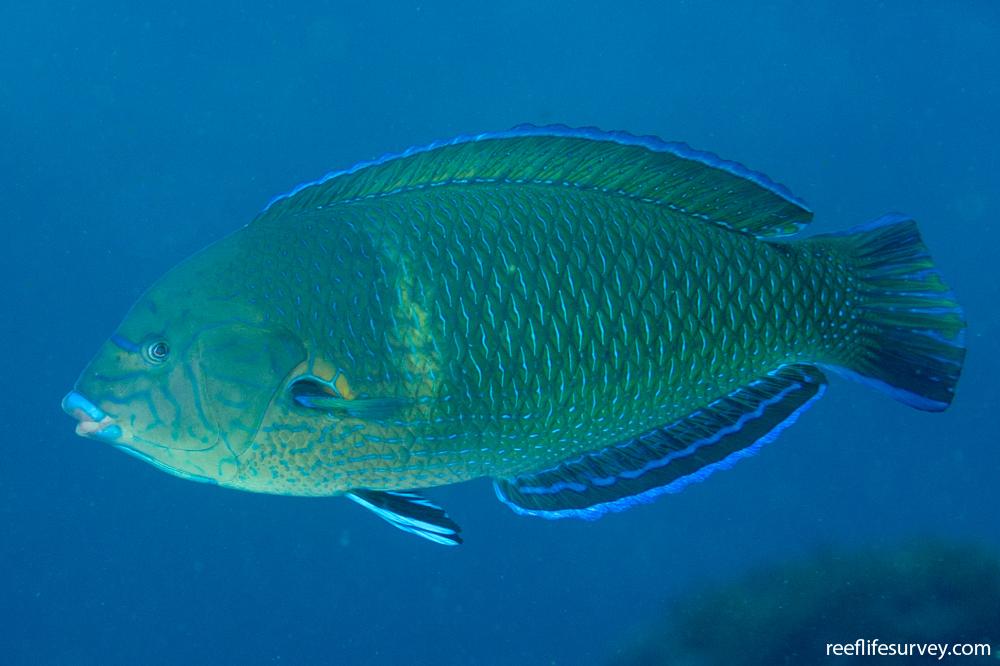 Anampses caeruleopunctatus