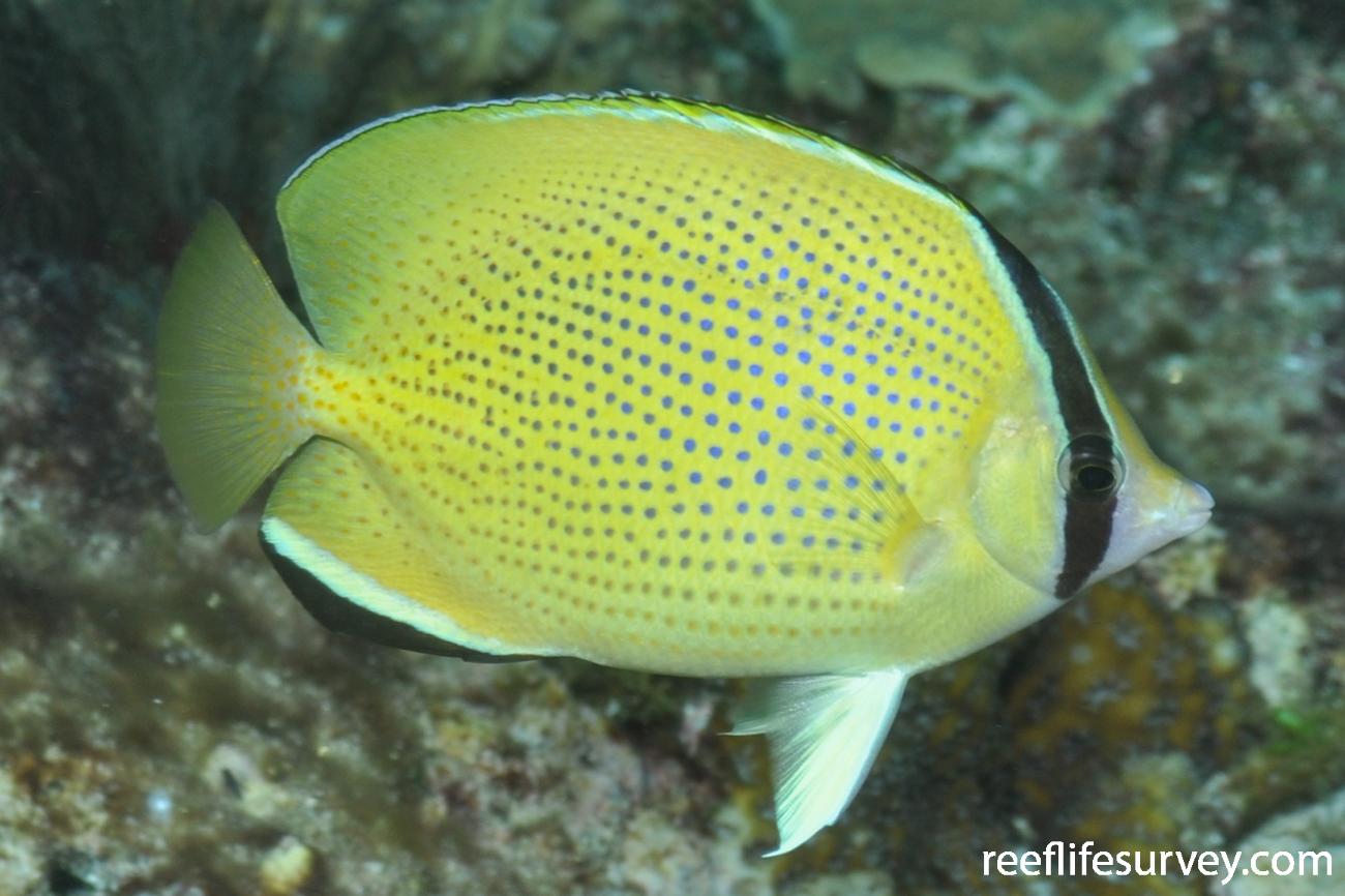 Chaetodon citrinellus, Adult.  Photo: Rick Stuart-Smith