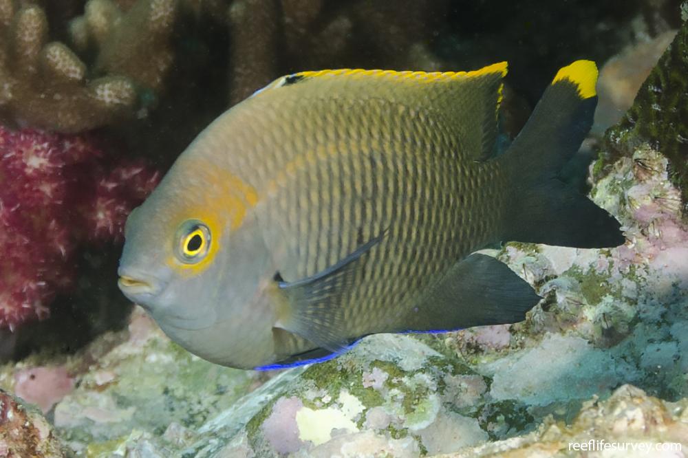 Stegastes apicalis