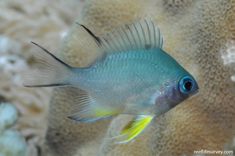 Amblyglyphidodon indicus - Maldives damselfish | Reef Life Survey