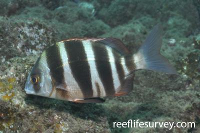 Diplodus cervinus