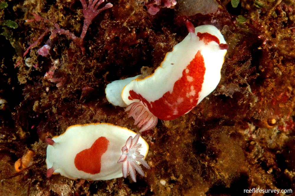 Goniobranchus splendidus