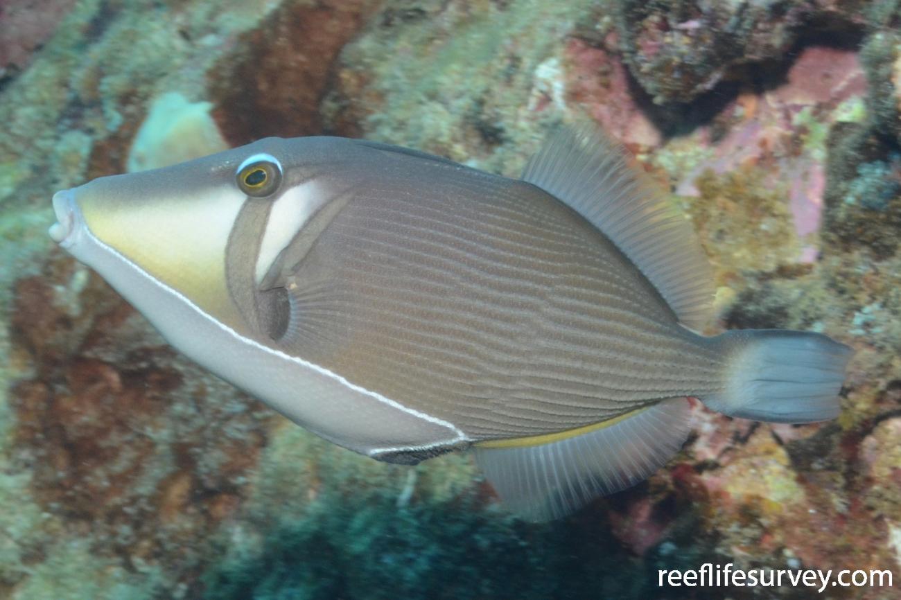 Sufflamen bursa, Adult, Hawaii,  Photo: Graham Edgar