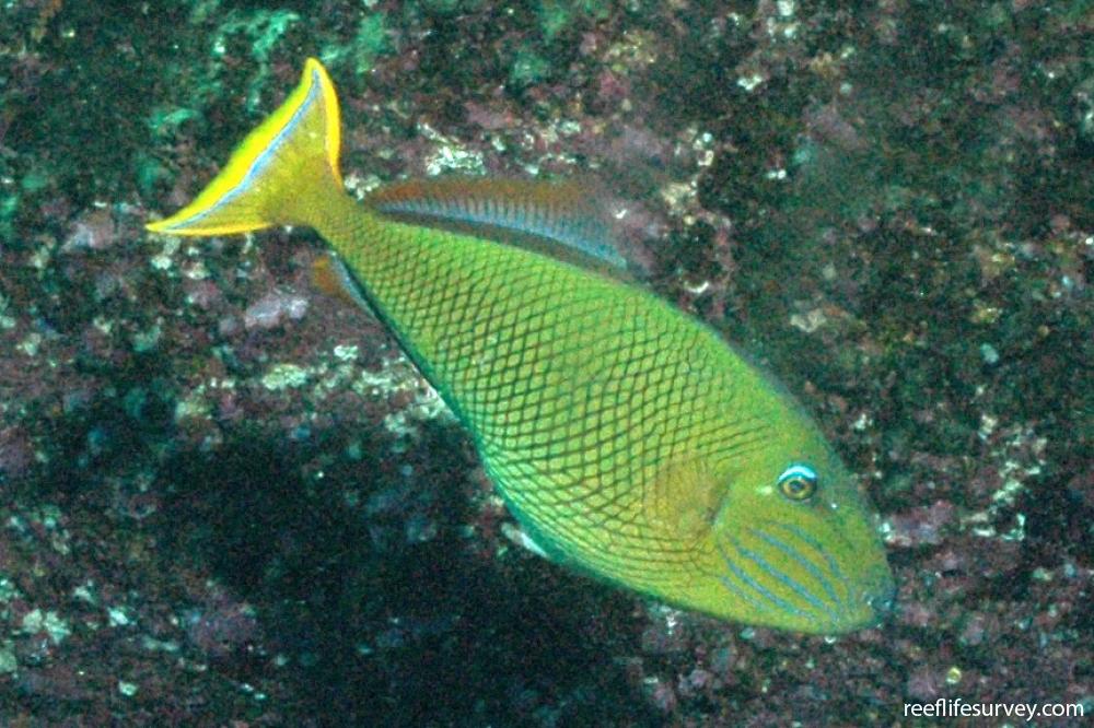 Xanthichthys mento