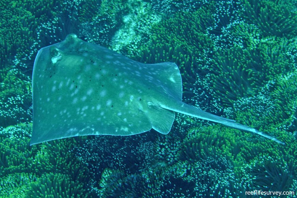 Neotrygon Kuhlii Bluespotted Maskray Reef Life Survey Neotrygon Kuhlii Bluespotted Maskray Reef Life Survey