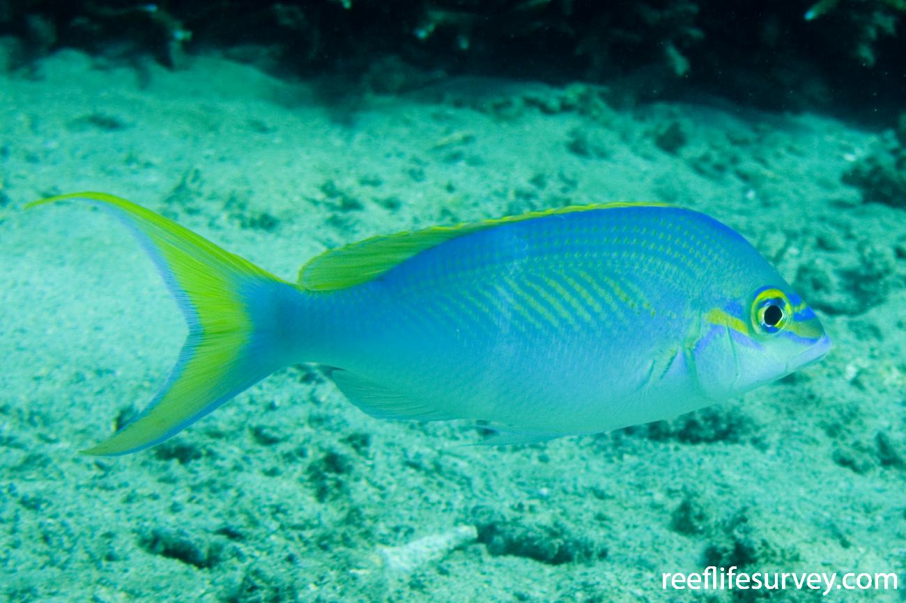 Scolopsis monogramma - Rainbow Monocle Bream | ReefLifeSurvey.com