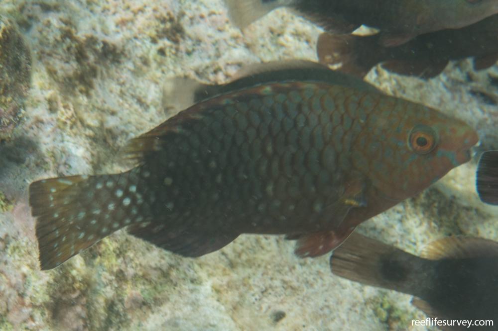 Scarus prasiognathos