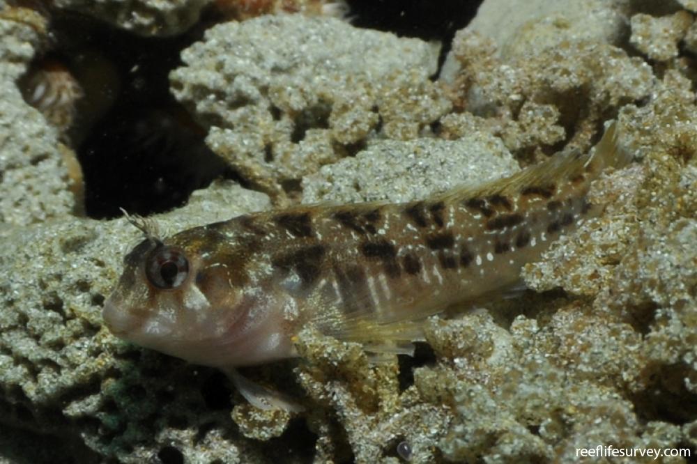 Parablennius tasmanianus