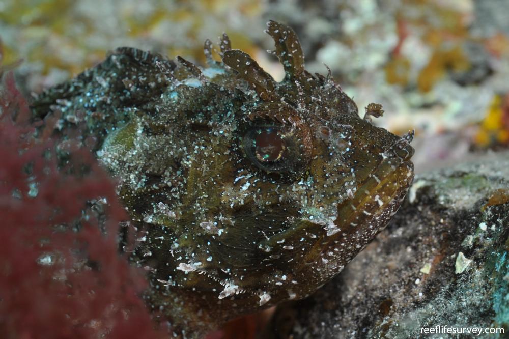 Scorpaena Porcus Black Scorpionfish Reef Life Survey Scorpaena Porcus Black Scorpionfish Reef Life Survey