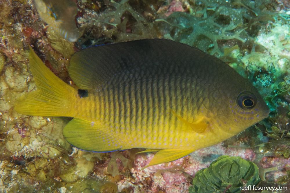 Stegastes variabilis