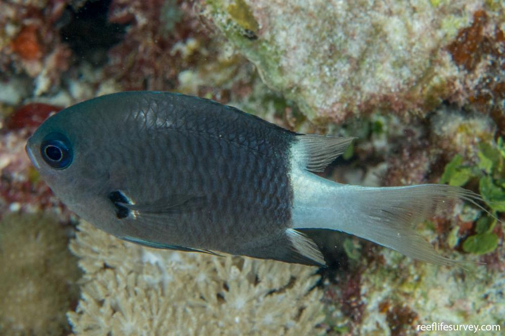 Pycnochromis margaritifer