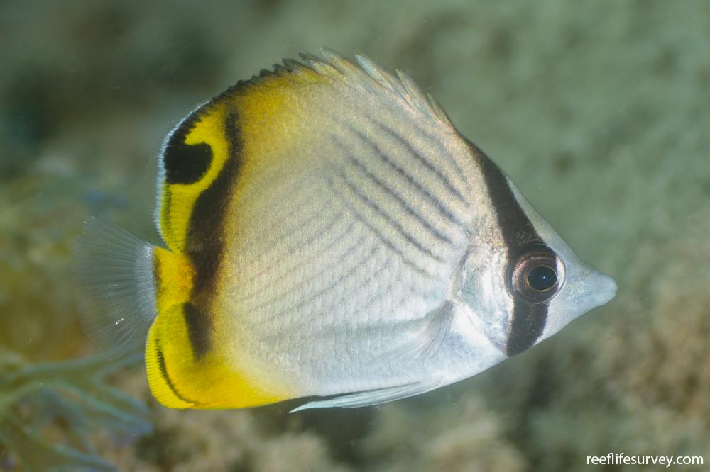 Chaetodon vagabundus