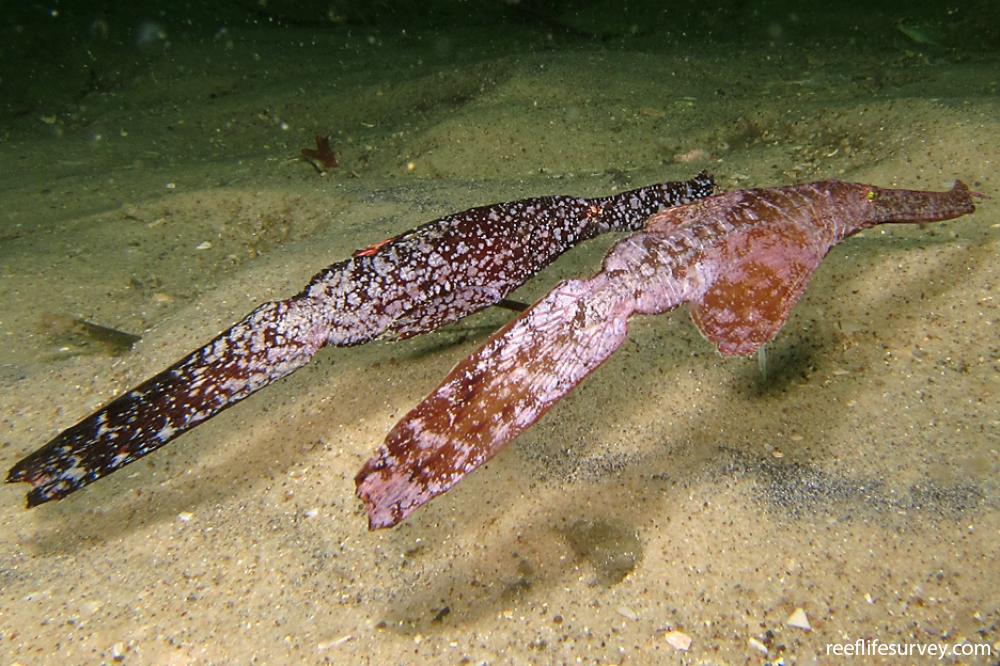 Solenostomus cyanopterus