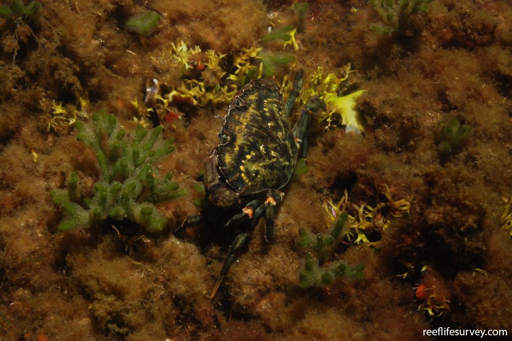 Carcinus maenas