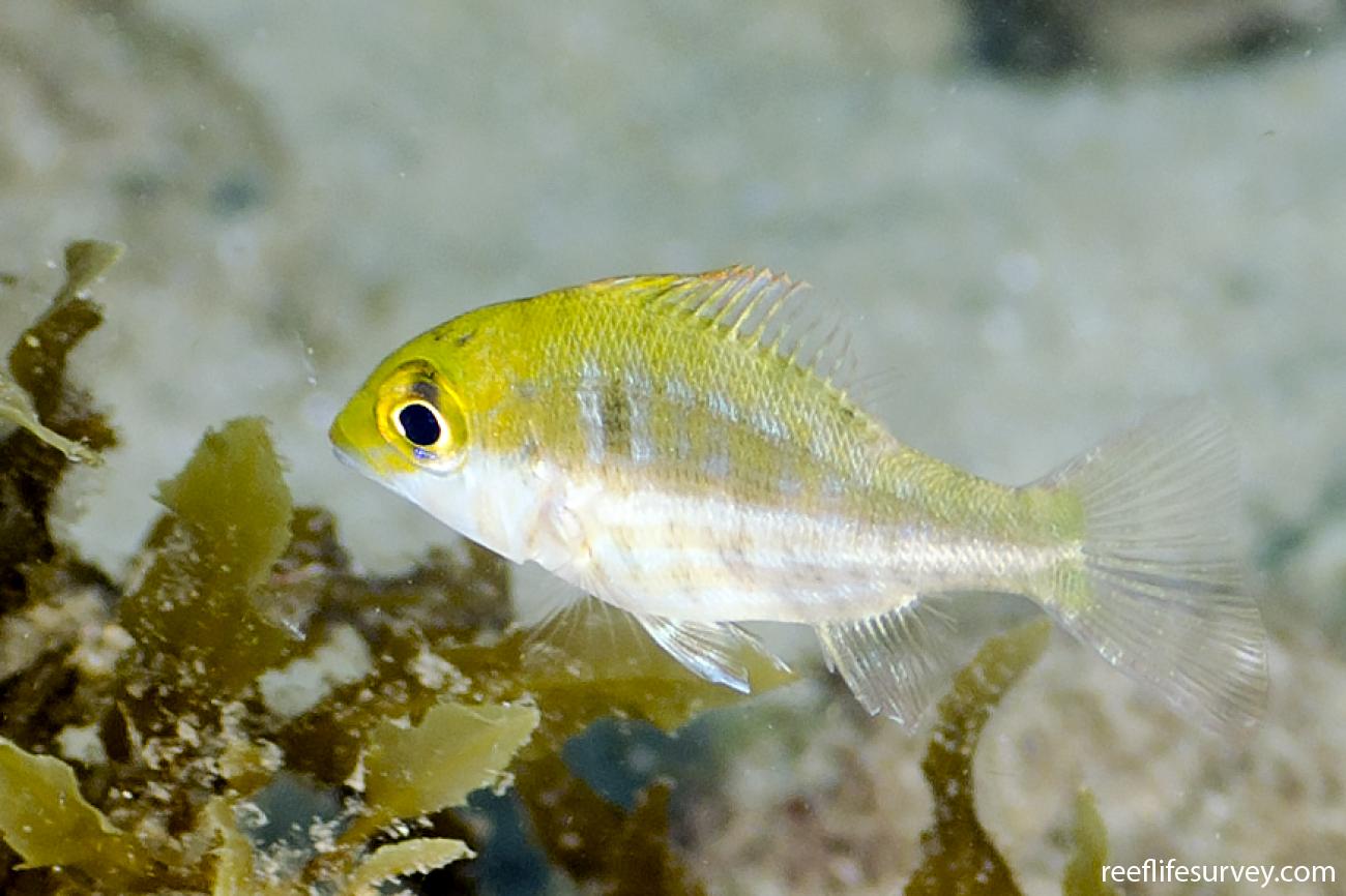 Lethrinus genivittatus Threadfin Emperor