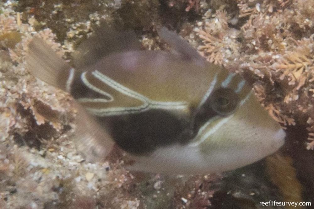 Rhinecanthus rectangulus