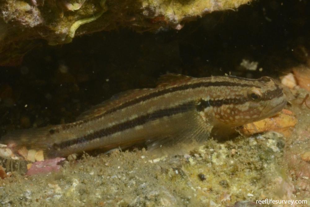 Tridentiger trigonocephalus