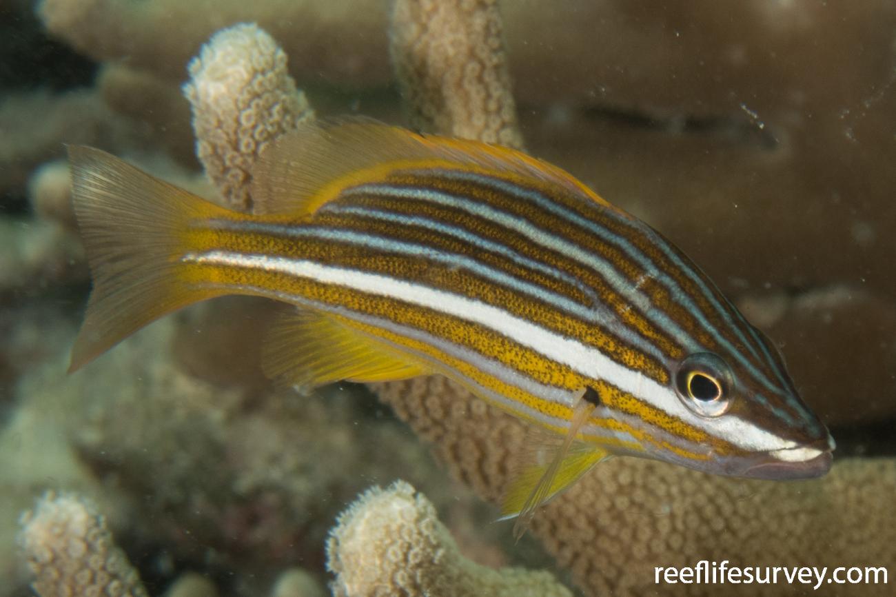 Lutjanus carponotatus Spanish Flag Snapper