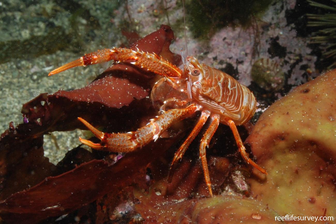 Munida gregaria - Squat Lobster | ReefLifeSurvey.com
