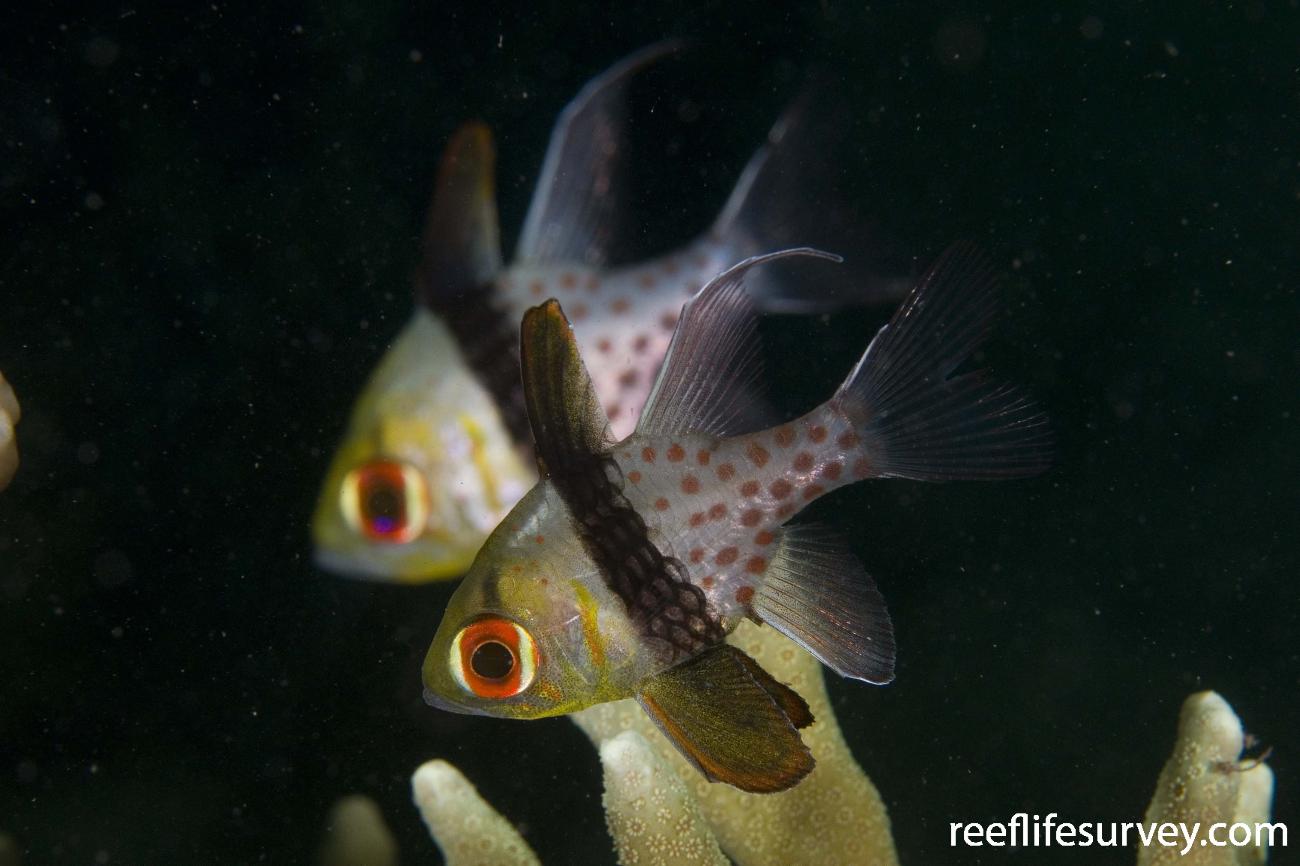 Sphaeramia nematoptera - Pajama Cardinalfish | ReefLifeSurvey.com