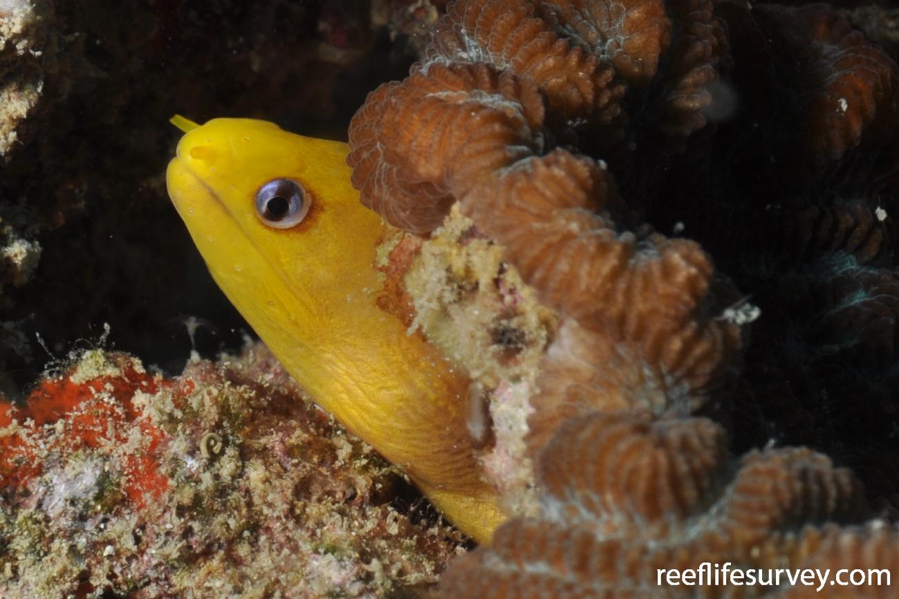 Gymnothorax melatremus,  Photo: Rick Stuart-Smith