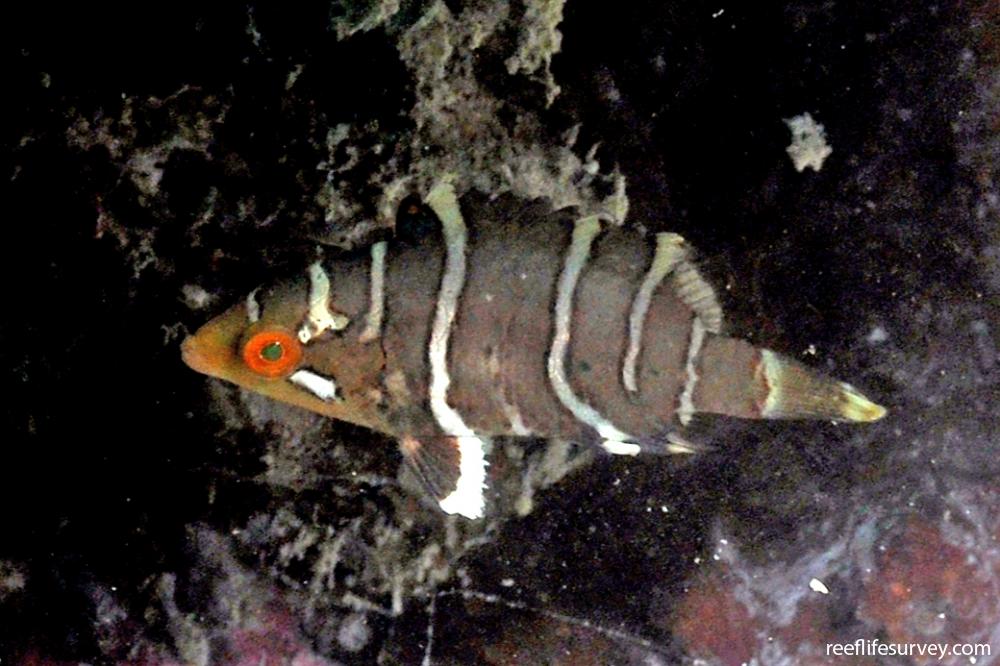 Cheilinus fasciatus