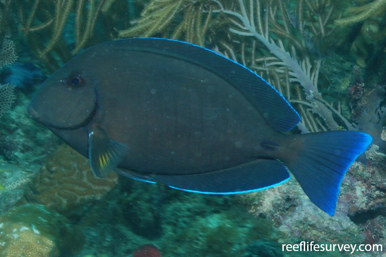 Acanthurus chirurgus Doctorfish