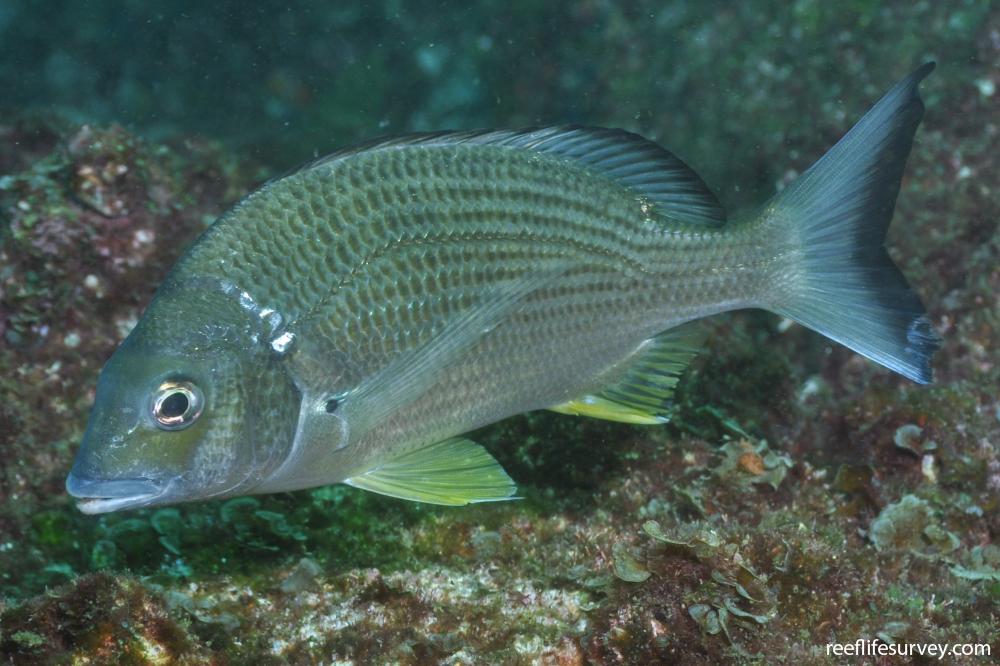 Acanthopagrus australis