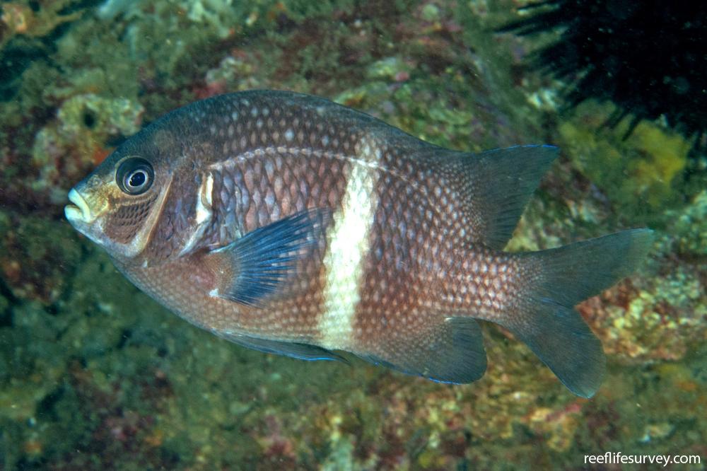 Parma unifasciata