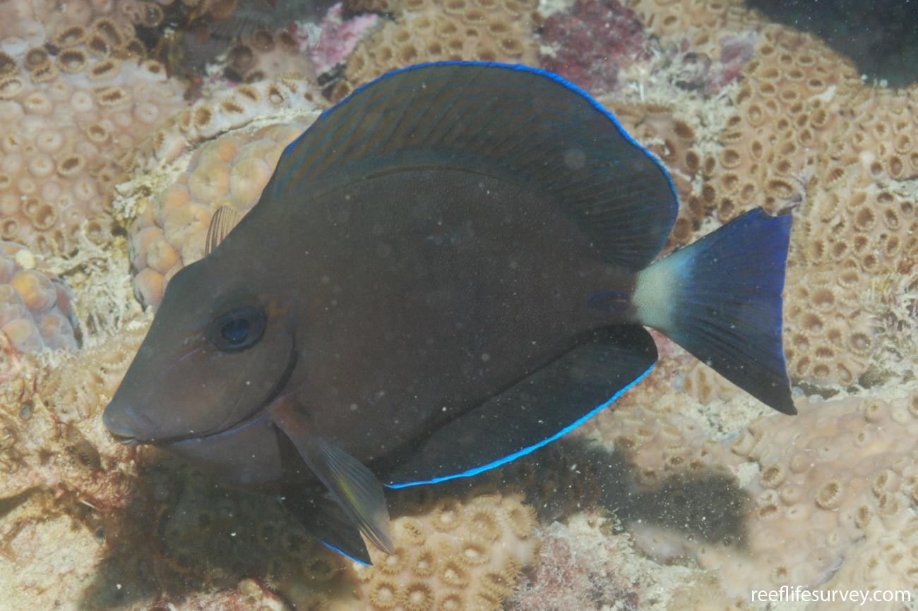 Acanthurus chirurgus Doctorfish