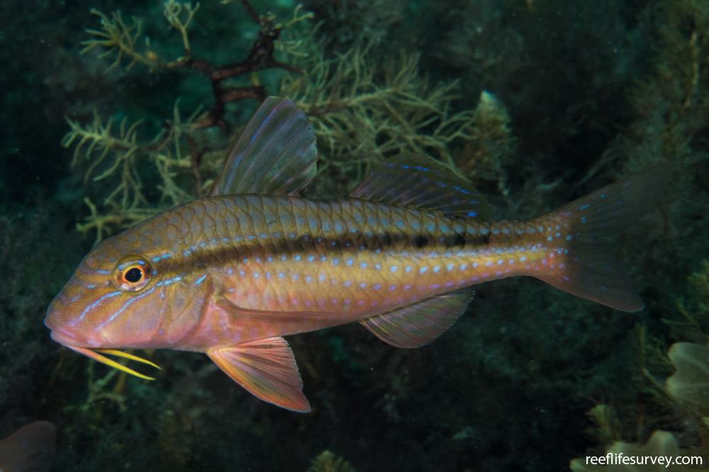 Upeneichthys vlamingii