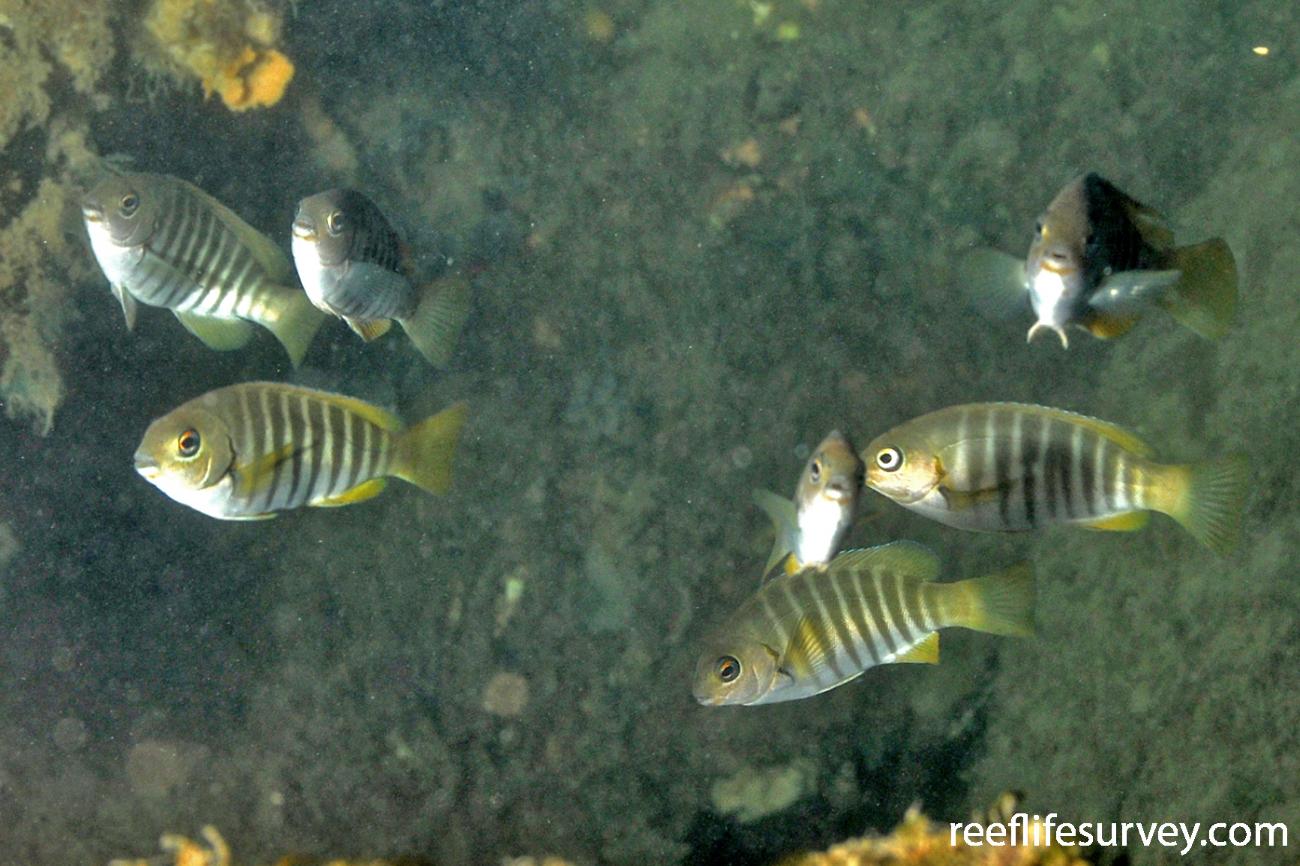 Girella zebra Zebra Fish