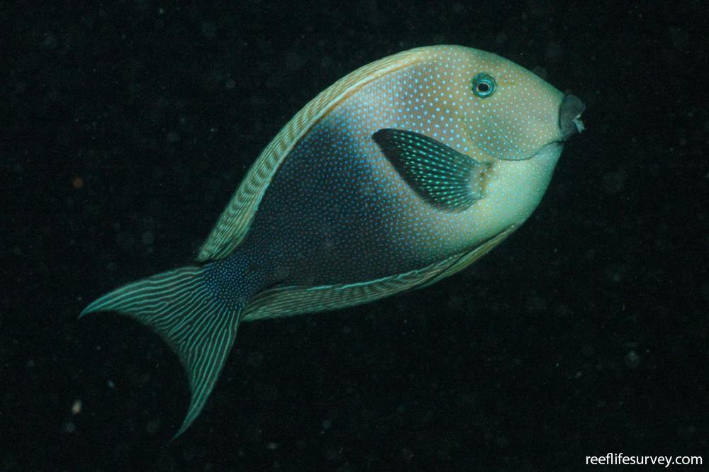 Ctenochaetus marginatus