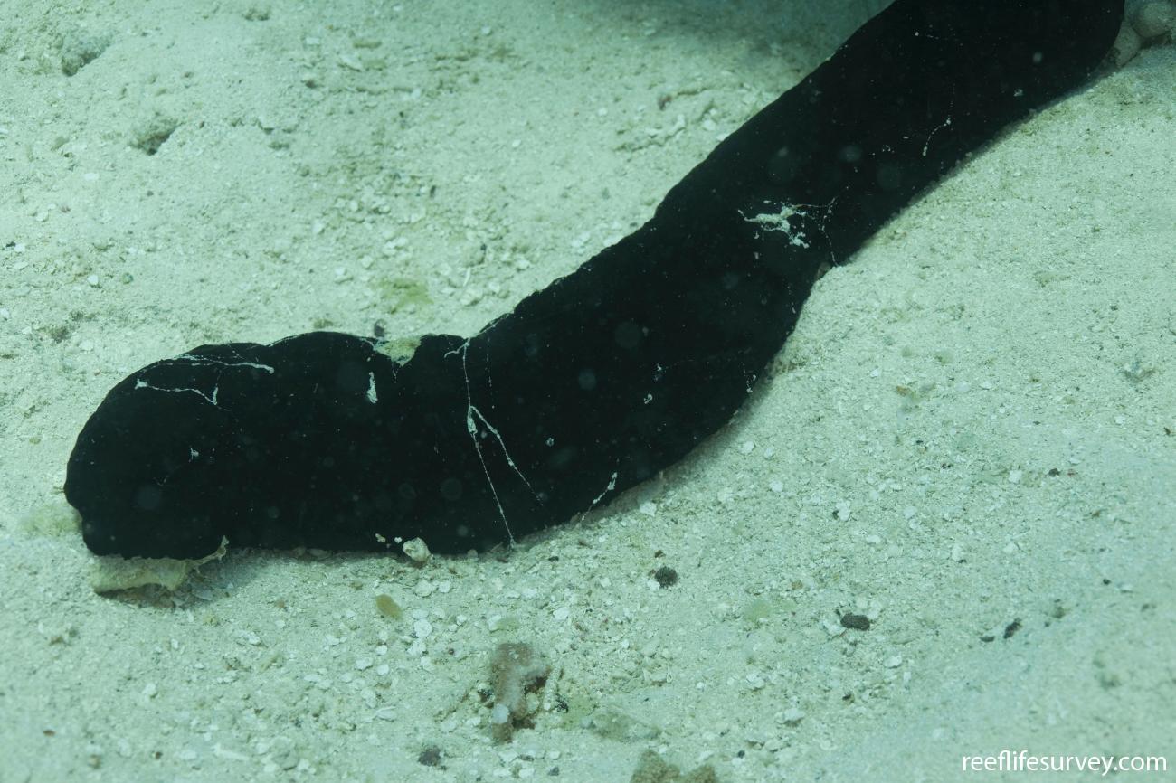 Holothuria leucospilota Black Long Sea Cucumber