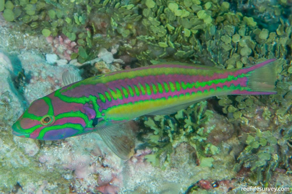 Thalassoma quinquevittatum