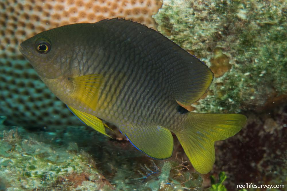 Stegastes variabilis