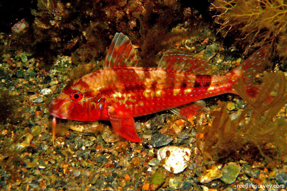 Upeneichthys vlamingii