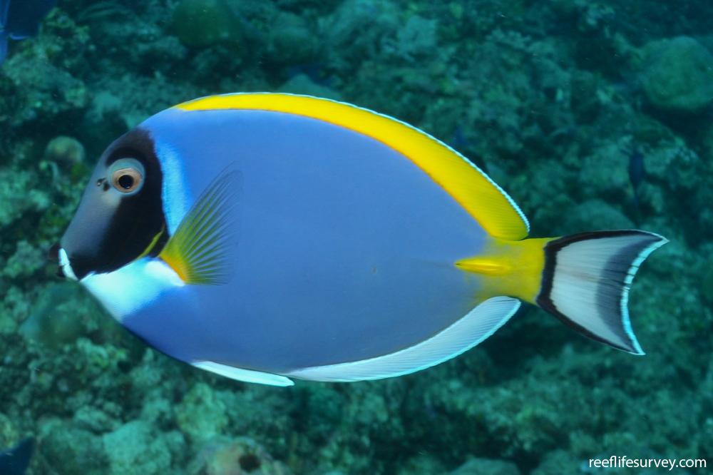 Acanthurus Leucosternon Powderblue Surgeonfish ReefLifeSurvey