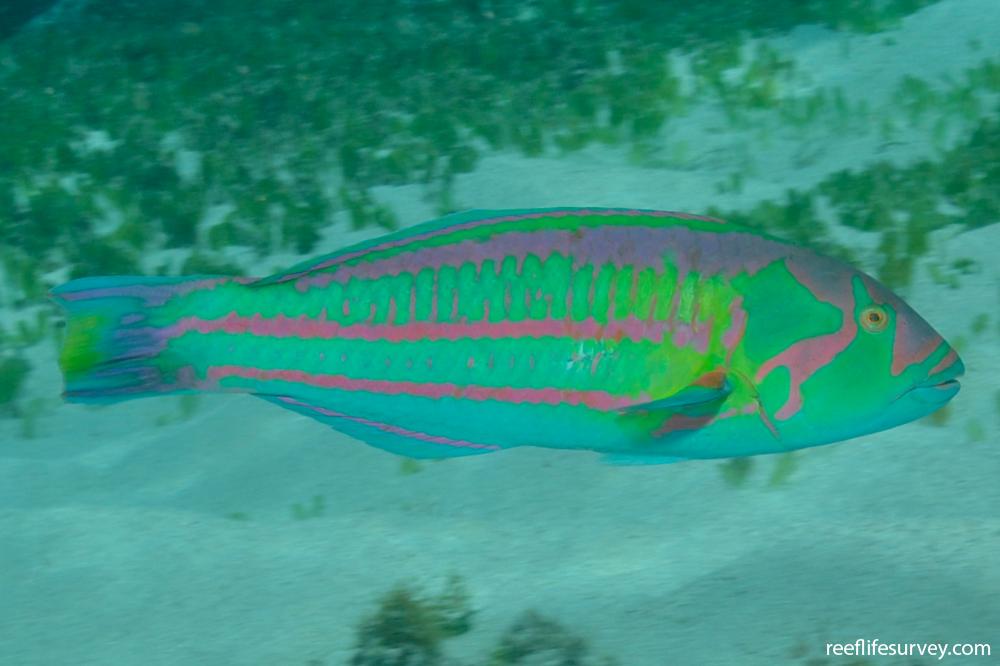 Thalassoma purpureum