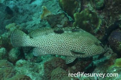 Epinephelus Itajara Atlantic Goliath Grouper Reef Life Survey