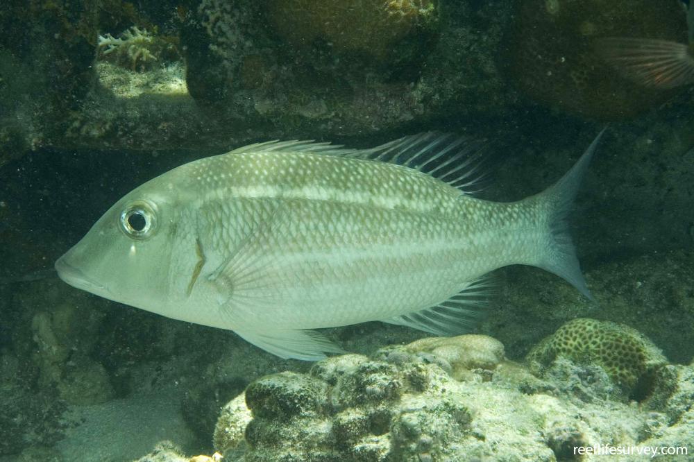 Lethrinus obsoletus