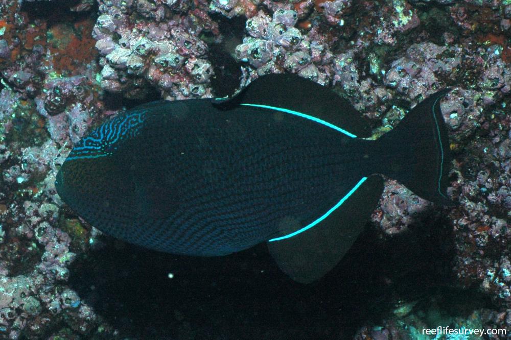 Melichthys niger