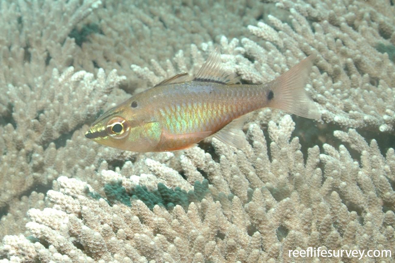 Apogon notatus Spotnape Cardinalfish