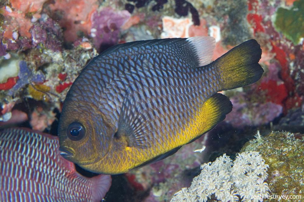 Dascyllus trimaculatus