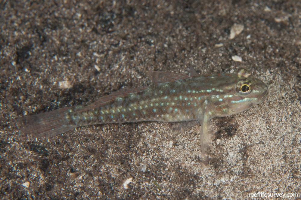 Coryphopterus glaucofraenum