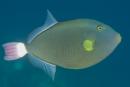 Melichthys vidua
